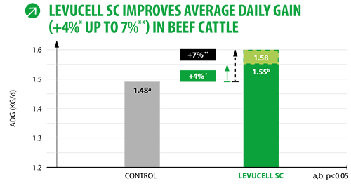 levucell sc improves average daily gain in beef cattle