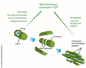 lsc helps increase fiber degradation