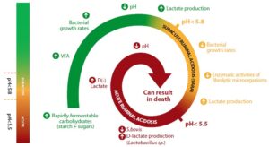 lsc increases rumen pH, reducing the risk of acidosis