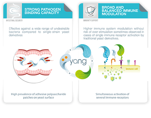 yang product from lallemand animal nutrition mode of action