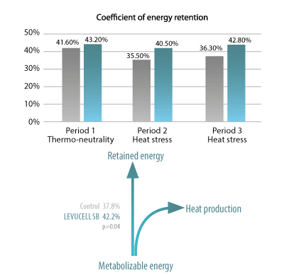 Figure showing the effect of live yeast Saccharomyces cerevisiae boulardii CNCM I-1079 on the ratio between metabolizable energy and retained energy during heat stress and thermos neutral periods (INRA Pegase, 2015)