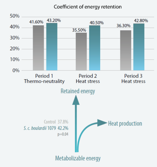 Effect of live yeast Saccharomyces cerevisiae boulardii CNCM 1079 on the ratio between metabolizable energy and retained energy during heat stress and thermos neutral periods (INRA Pegase, 2015)