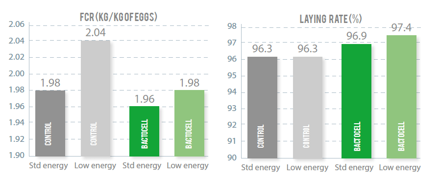 Effect of nutrient density and P. acidilactici MA18/5M supplementation on layer performance