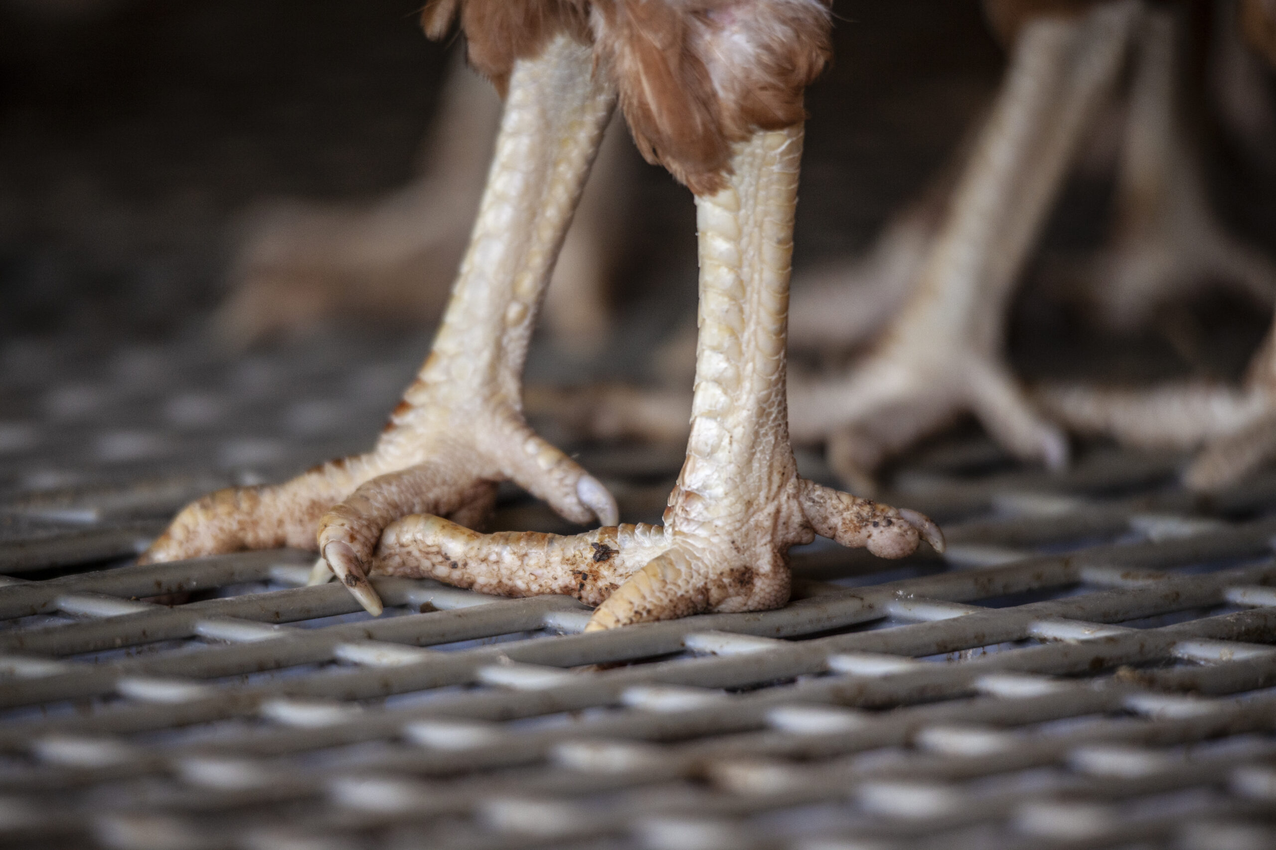 broiler feet
