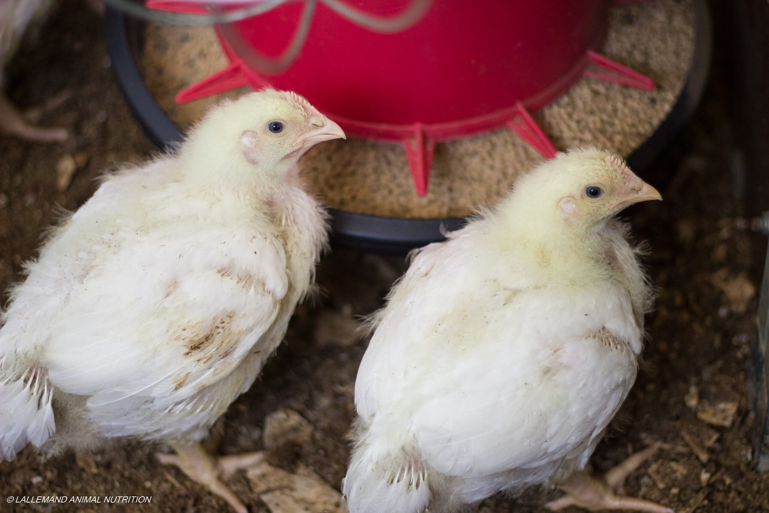 boiler-photo-lallemand