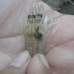 Penaeus vannamei juveniles with Early Mortality Syndrome (EMS)