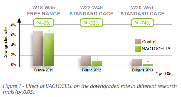 effect-bactocel-eggs-lallemand