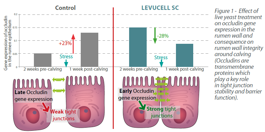 figure-1-dairy-cow-lallemand