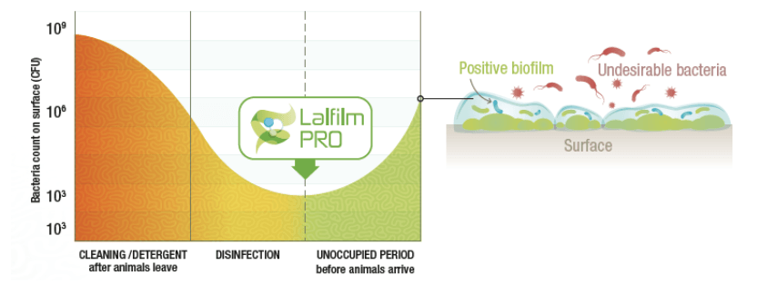 Following cleaning and disinfection, the application of a positive biofilm solution helps prevent the recolonization of building surfaces by undesirable bacteria