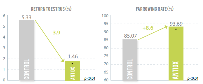 heat stress in sows