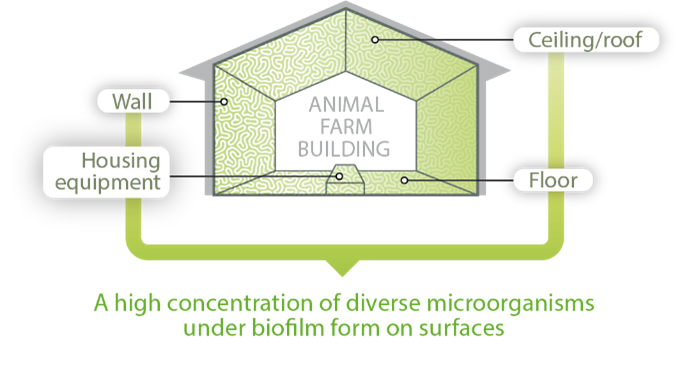 biofilm building lalfilm pro
