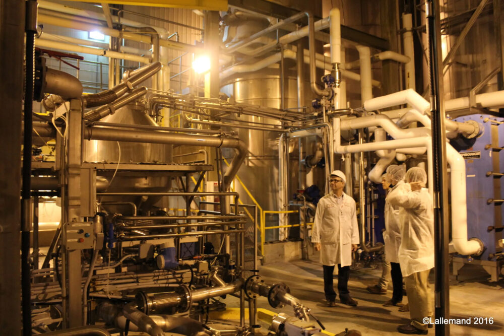 lallemand animal nutrition yeast fermenter