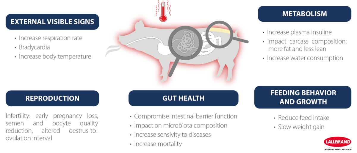 consequences of heat stress in pigs