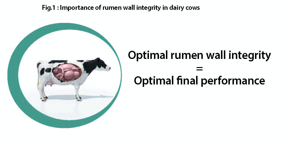 Graphic highlighting the correlation between rumen wall health in dairy cows and their overall performance.
