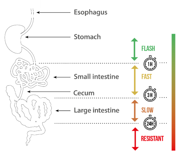 A diagram illustrating the kinetics of protein digestion through different sections of the digestive tract, from the esophagus to the large intestine. It uses color-coded arrows to represent digestion speed: "FLASH" (green) in the stomach, "FAST" (yellow) in the small intestine, "SLOW" (orange) in the cecum, and "RESISTANT" (red) in the large intestine. A gradient bar on the right visually indicates the decreasing speed of digestion.