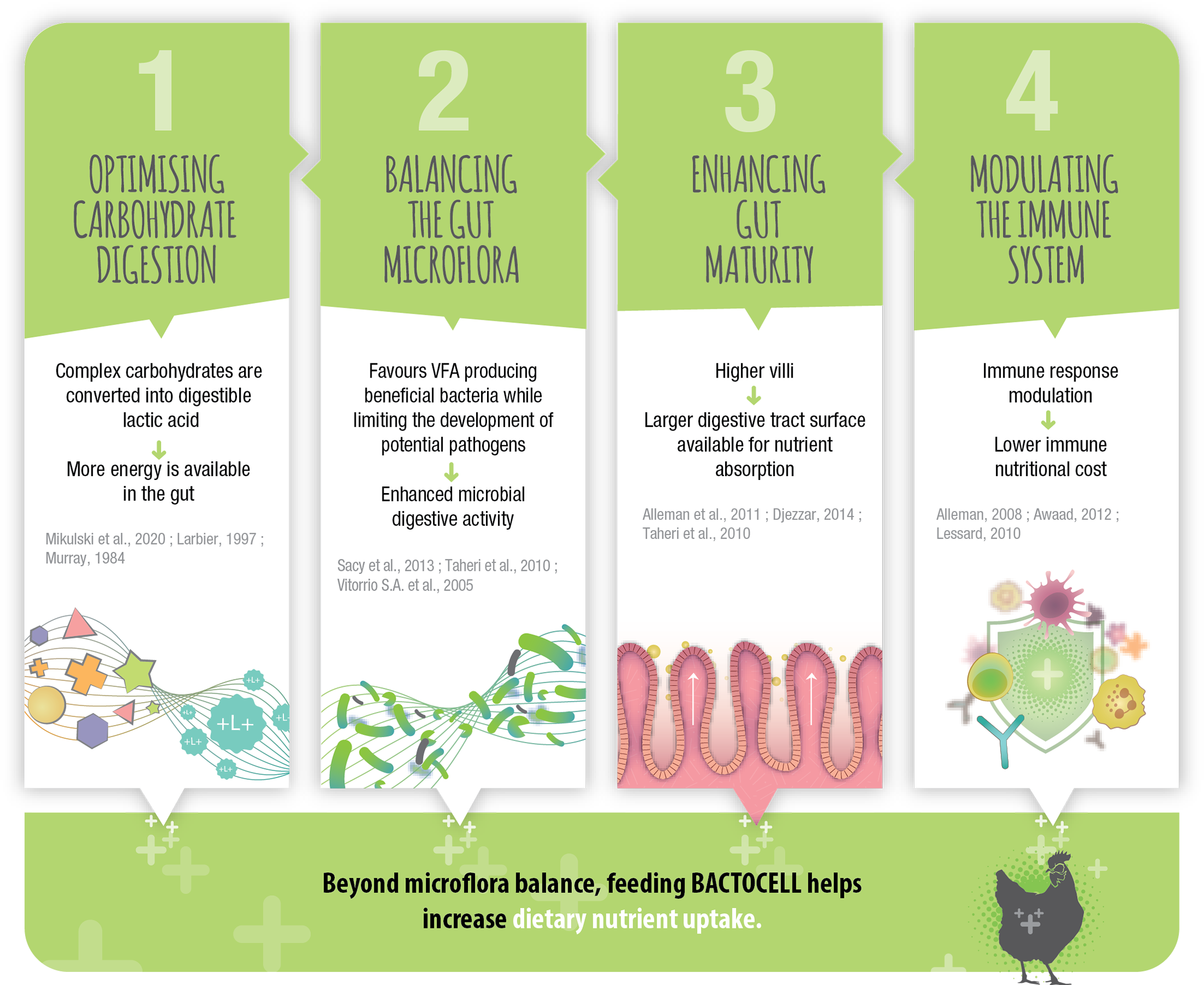 Bactocell Drink Infographic