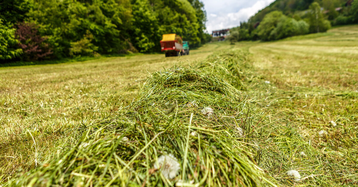 Changing weather silage-making