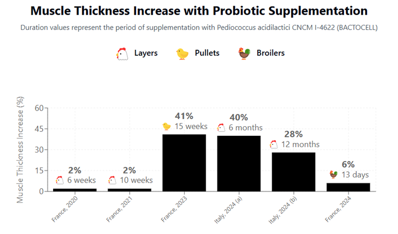 Muscle Thickness Increase with Probiotic Supplementation