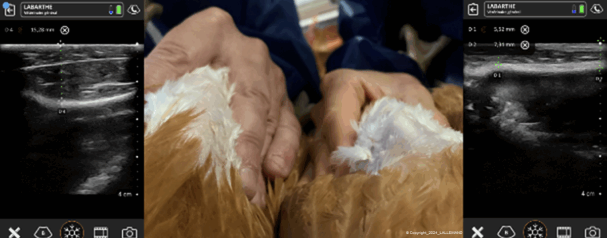 Pectoralis muscle thickness in a well-muscled hen (left: thicker) and in an hen lacking muscle (thinner: right) obtained by ultrasonography. The keel bone is barely detected on palpation (left) or protruding (right).