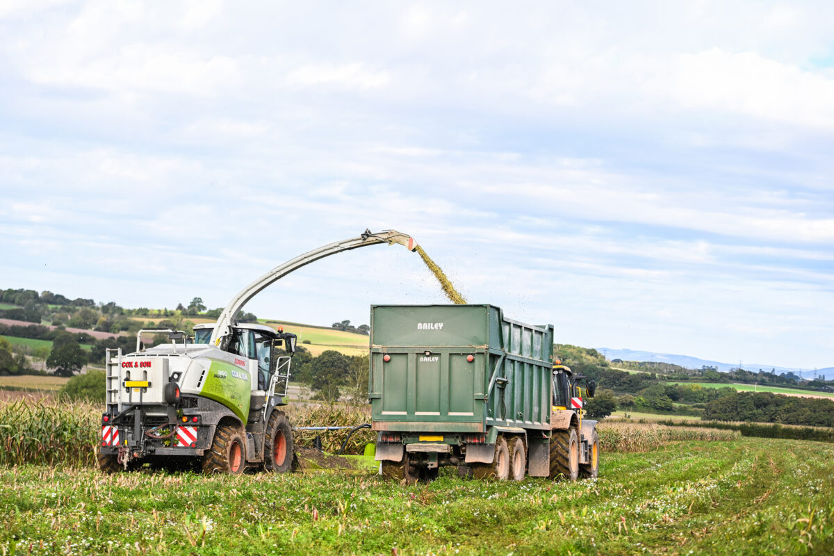 How to improve silage quality and efficiency
