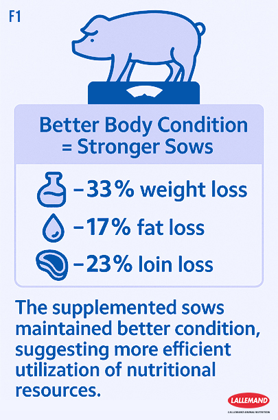 Infographic showing improved body condition in supplemented sows: 33% less weight loss, 17% less fat loss, and 23% less loin loss. Caption reads "Better Body Condition = Stronger Sows," with a note that the supplemented sows maintained better condition, suggesting more efficient utilization of nutritional resources. Lallemand Animal Nutrition logo at the bottom.