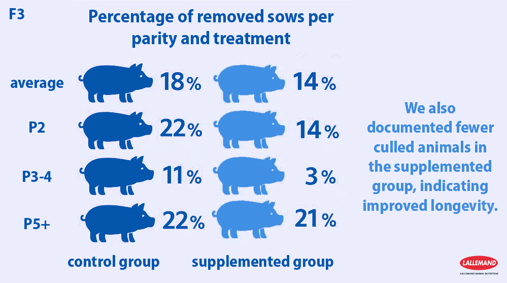 Infographic titled "Percentage of removed sows per parity and treatment" comparing control and supplemented groups. The supplemented group shows lower average culling rates (14% vs. 18%), with notable improvements in parity groups P2 (14% vs. 22%) and P3-4 (3% vs. 11%). Text highlights improved longevity in the supplemented group. Includes pig icons and the Lallemand Animal Nutrition logo.