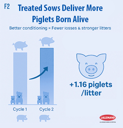 Infographic titled "Treated Sows Deliver More Piglets Born Alive" showing that better sow conditioning leads to fewer losses and stronger litters. A bar graph comparing Cycle 1 and Cycle 2 indicates an increase of +1.16 piglets per litter for treated sows. Includes pig and piglet illustrations and the Lallemand Animal Nutrition logo.
