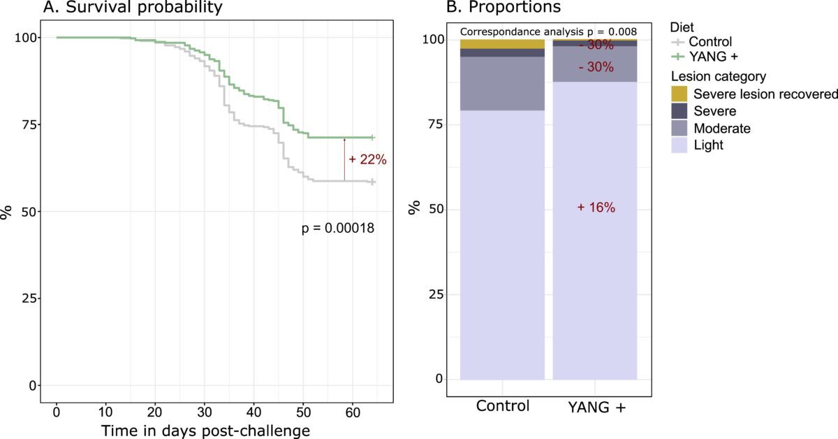 Graphs showing salmon trial results: yeast additive increased survival probability by 22% and reduced severe skin lesion incidence by 30% compared to control