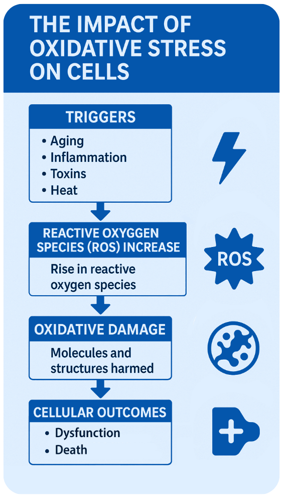Impact of oxidative stress on cells