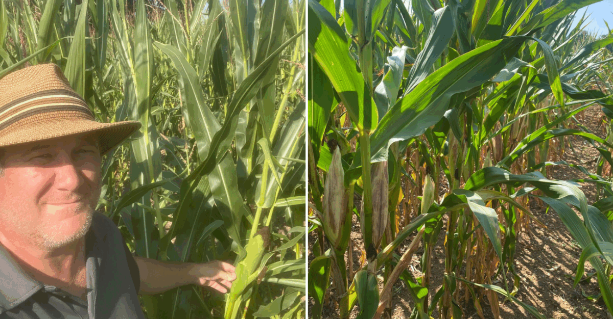 How dairy and beef farmers can maximise maize silage nutritional value this year - advice on crop variability, pest risks, and clamp management.