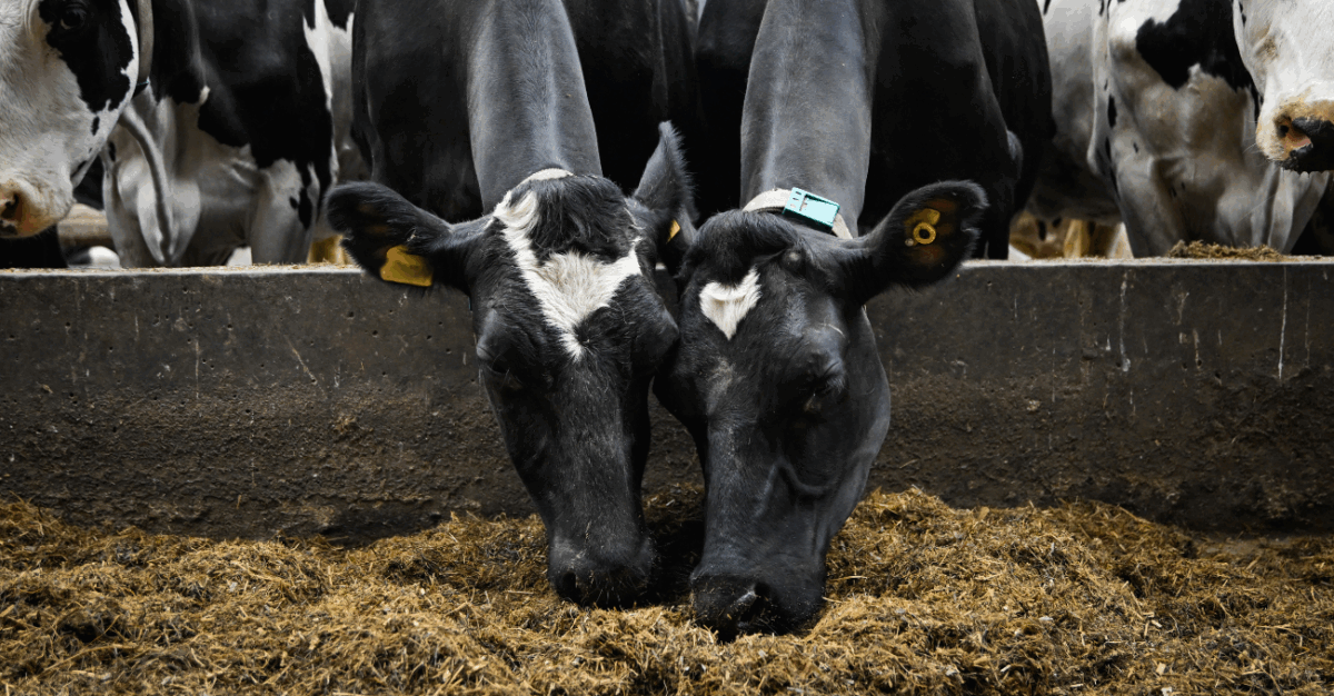 Advice to dairy farmers on using Levucell SC to help cows cope with ration changes.