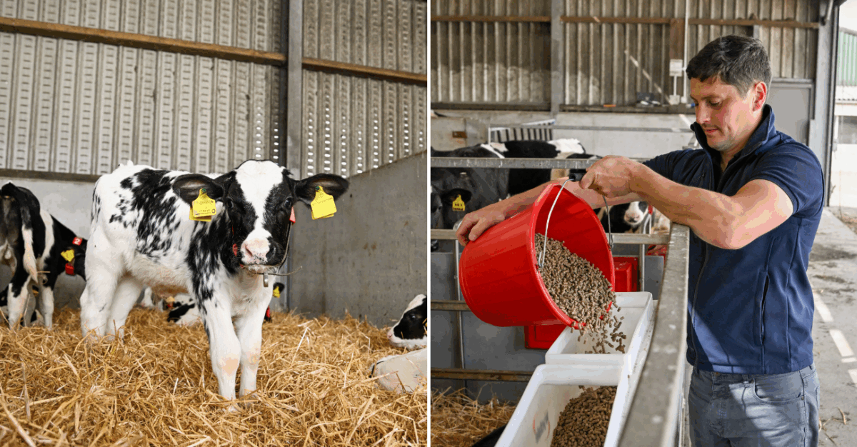 LEVUCELL SC has been integral to the Baillie family’s youngstock nutrition programme, helping reduce calving age and improve growth rates in heifers from their 250-cow pedigree Holstein herd.