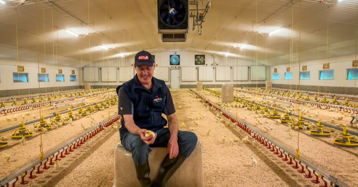 Discover how Lancashire poultry farmer Allan Robinson achieved award-winning results through meticulous management, sustainable practices, and the use of Bactocell Drink probiotic.