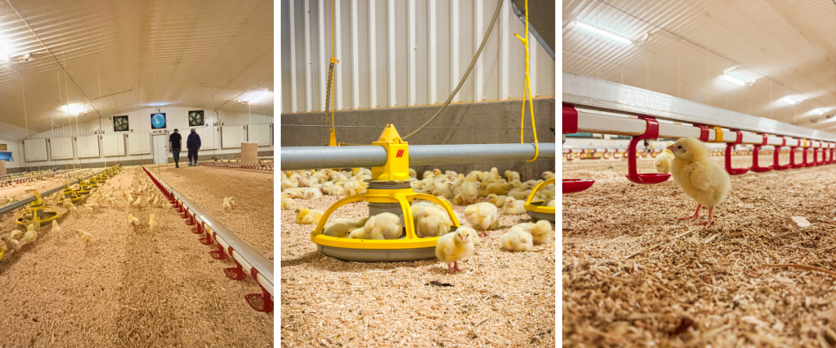 Discover how Lancashire poultry farmer Allan Robinson achieved award-winning results through meticulous management, sustainable practices, and the use of Bactocell Drink probiotic.