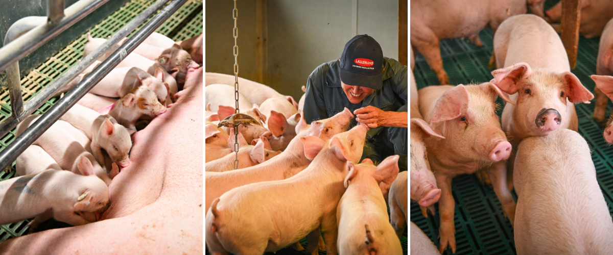 Discover how the Thompson family farm in Derbyshire supports sow welfare and productivity through probiotics, gut health management, and minimal antibiotic use.