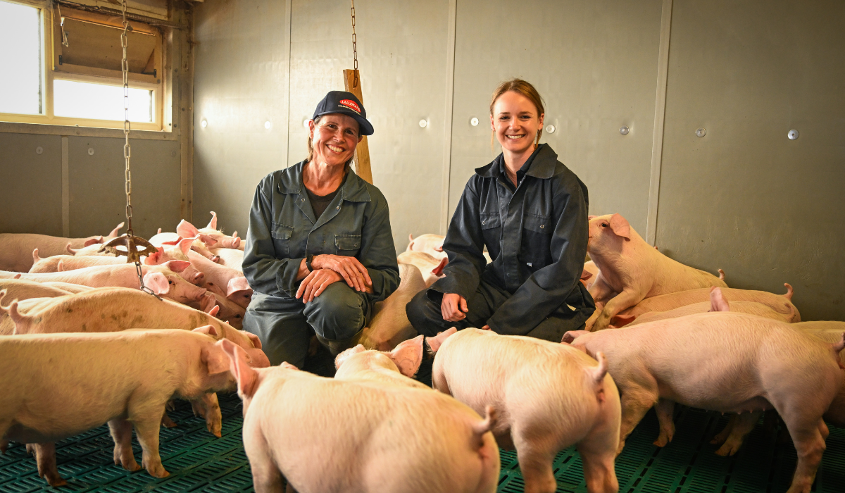 Discover how the Thompson family farm in Derbyshire supports sow welfare and productivity through probiotics, gut health management, and minimal antibiotic use.